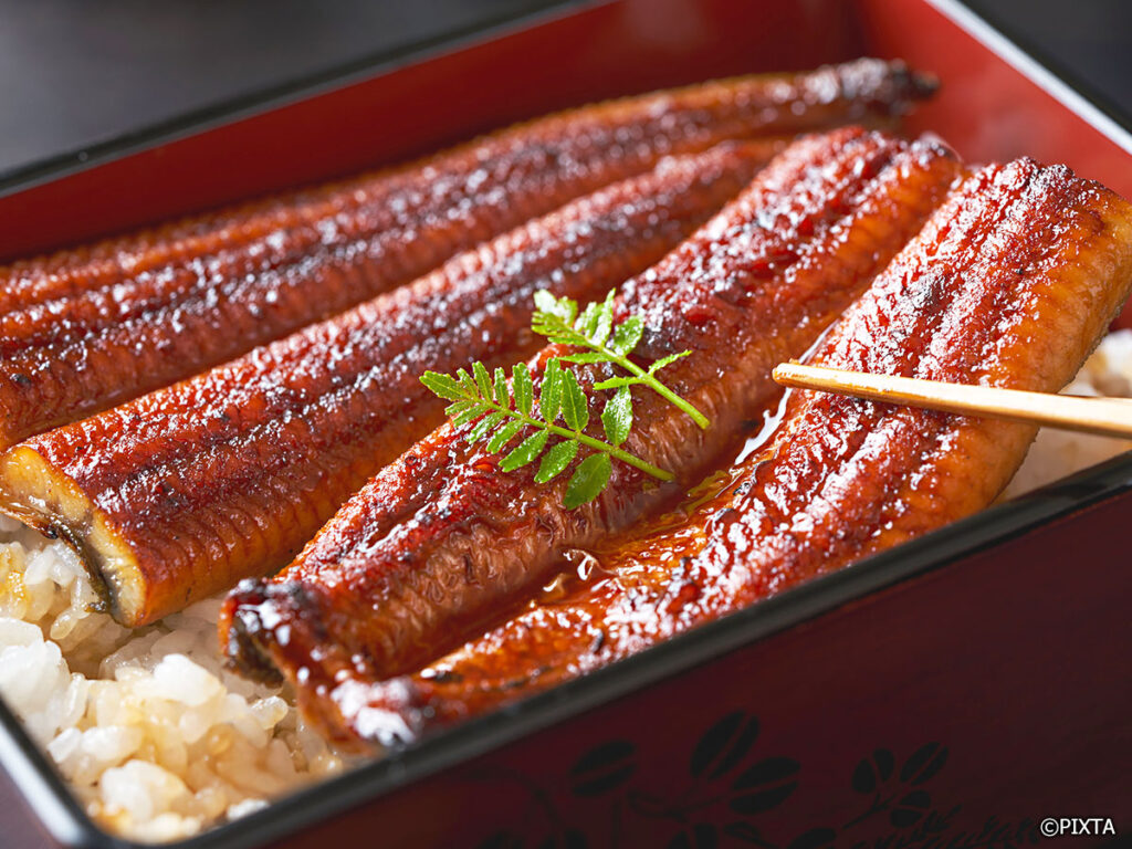 Freshwater Eel Unagi JX today J Passport