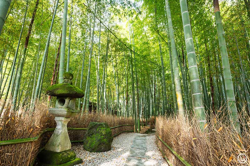 鎌倉にある報国寺の竹庭の写真