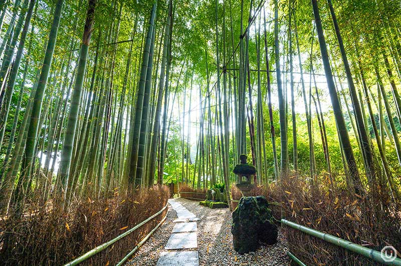 The bamboo garden at Houkokuji Temple in Kamakura