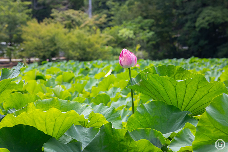 ハスの花