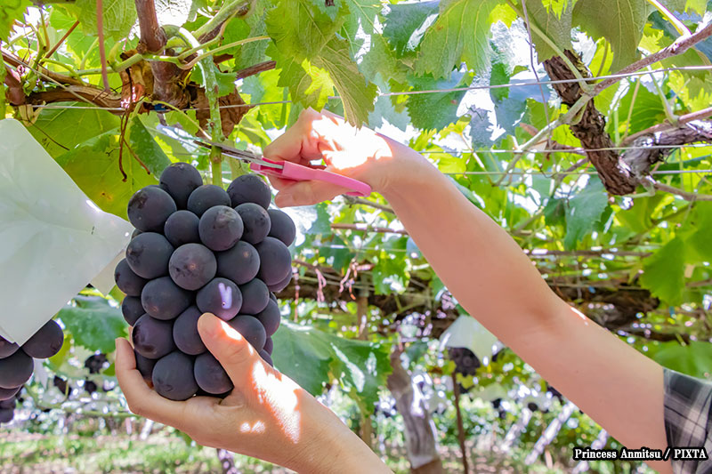 Picking grapes in Japan