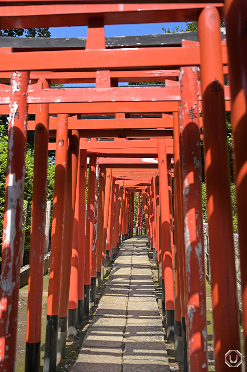 torii gates