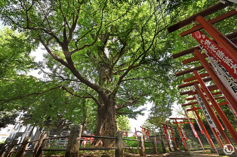 Ginkgo tree