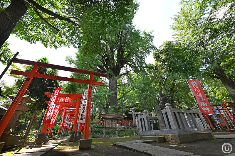 Gingko tree