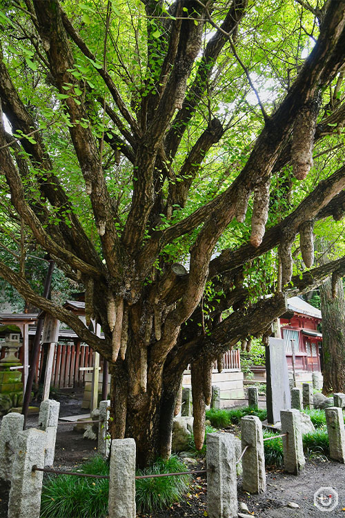 Chichi Icho, the breast ginkgo at Chichibu Shrine