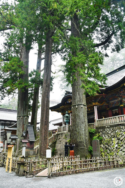 sacred trees at Mitsumine Shrine