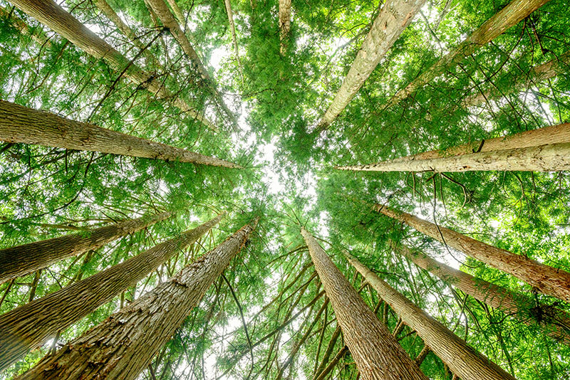 domestic Sugi trees