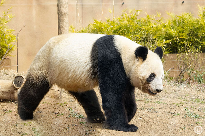 Lei Lei the giant panda at Ueno Zoo