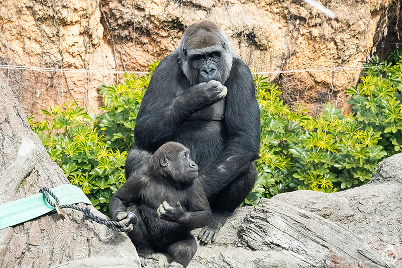 Gorilla at Ueno Zoo