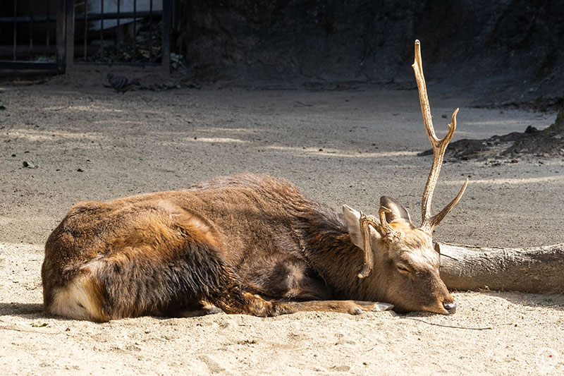 Ezo sika deer at Ueno Zoo