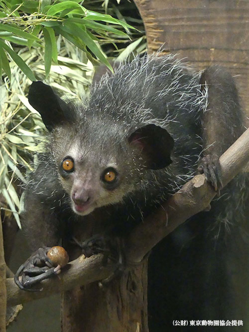 An Aye-aye at Ueno Zoo