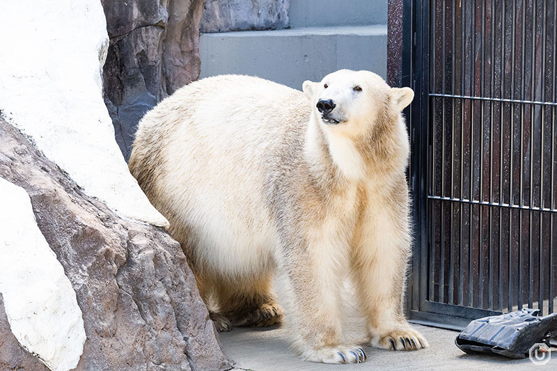 Polar bear at Ueno Zoo