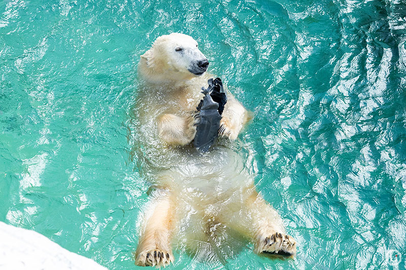 Polar bear at Ueno Zoo