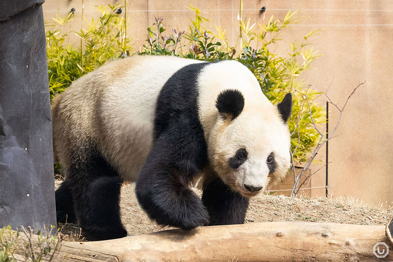 Lines for the giant pandas at Ueno Zoo