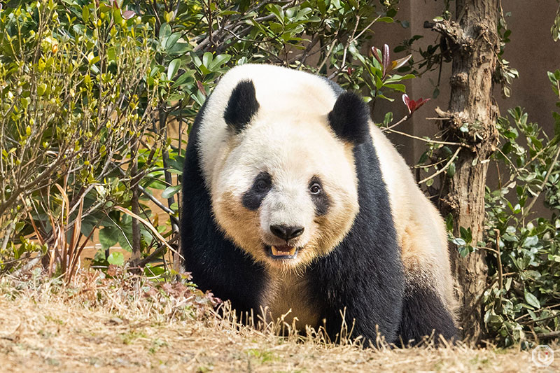 Giant panda exhibit at Ueno Zoo