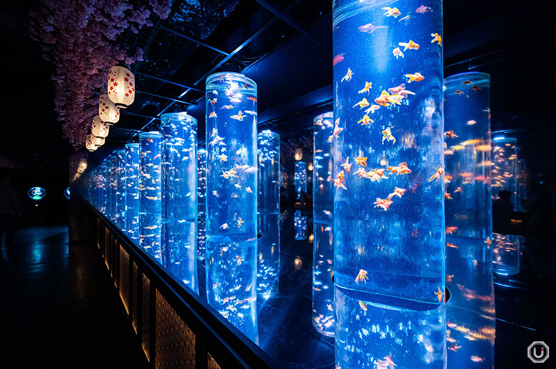 Goldfish corridor at ART AQUARIUM museum GINZA