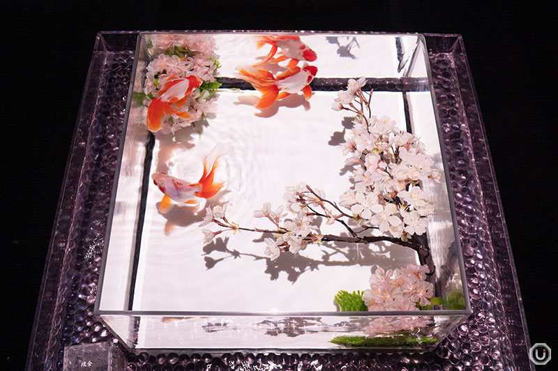 A Show of Kingyo [New Version] at ART AQUARIUM museum GINZA