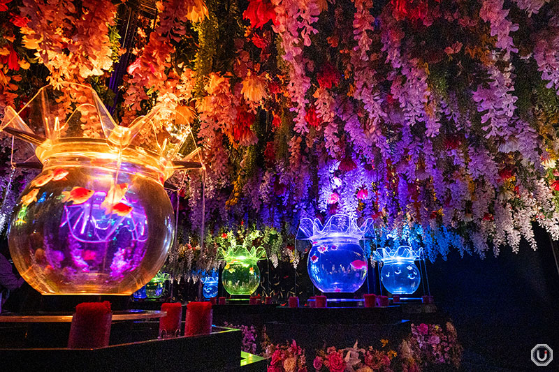 Oiran Flower Dance (HANAMAI) at ART AQUARIUM museum GINZA