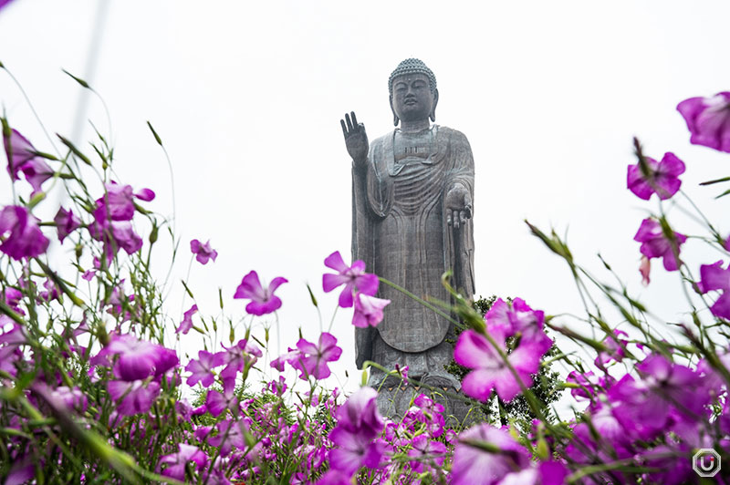 Ushiku Daibutsu garden