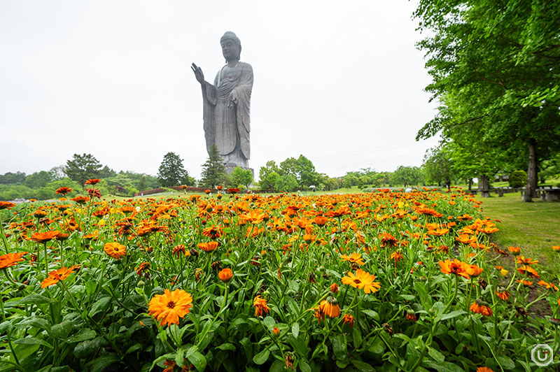 Garden at Ushiku Daibutsu