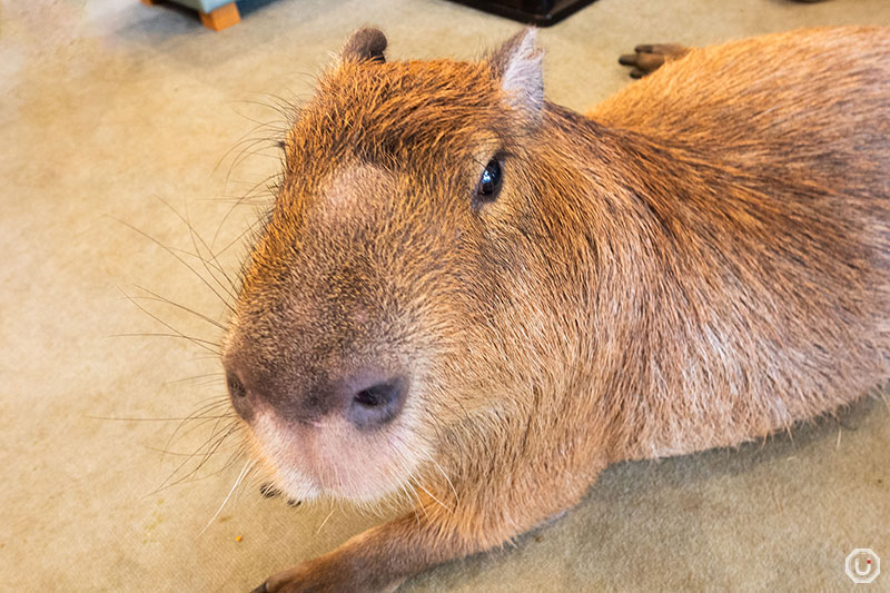 Pisuke the capybara at cafe capyba in Tokyo