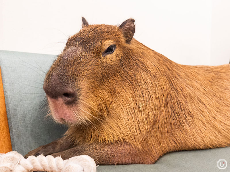 Kohaku the capybara at cafe capyba in Tokyo