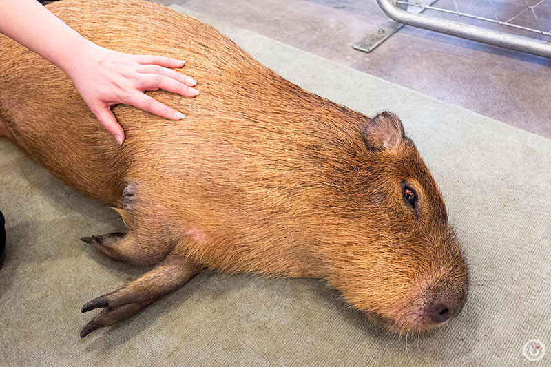 Petting capybaras at cafe capyba in Tokyo