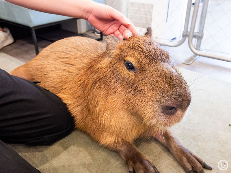 Petting capybaras at cafe capyba in Tokyo