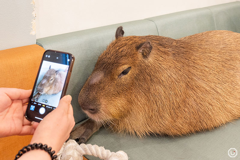 Taking pictures of capybara at cafe capyba