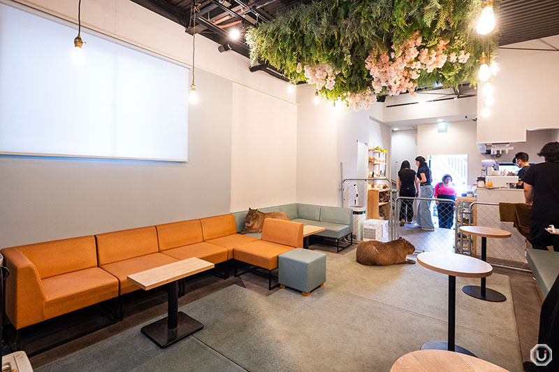 cafe capyba interior