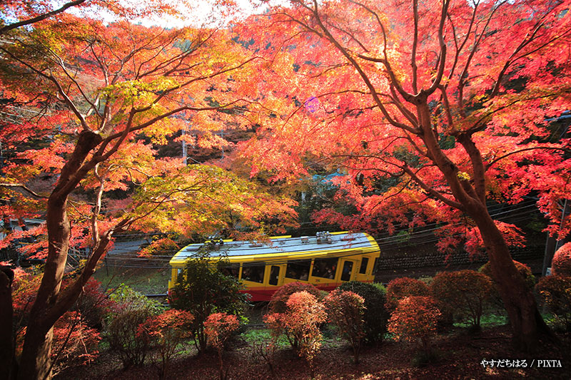 fall in Mount Takao