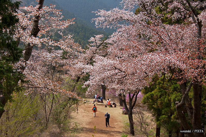 cherry blossoms in Mount Takao