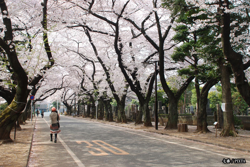 Yanaka Cemetary in spring
