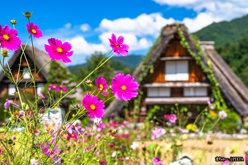 Shirakawago