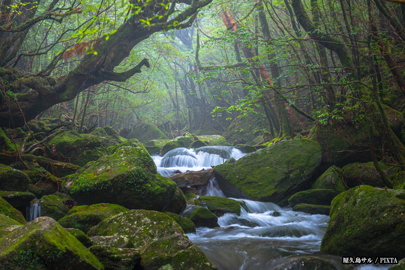 Yakushima Island