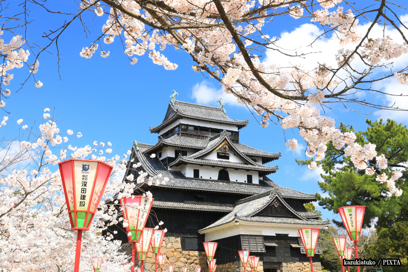 Matsue Castle with cherry blossoms in bloom