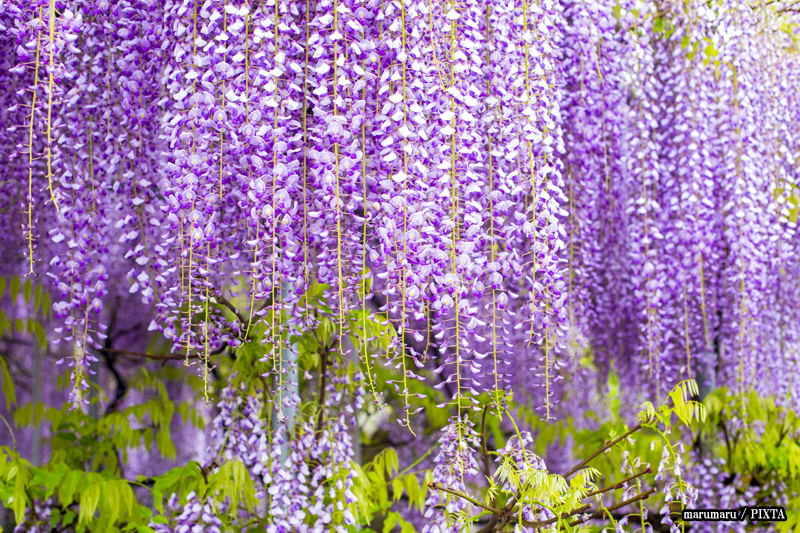 wisteria in Japan