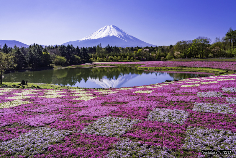 moss phlox in bloom during the Fuji Shibazakura Festival in Japan
