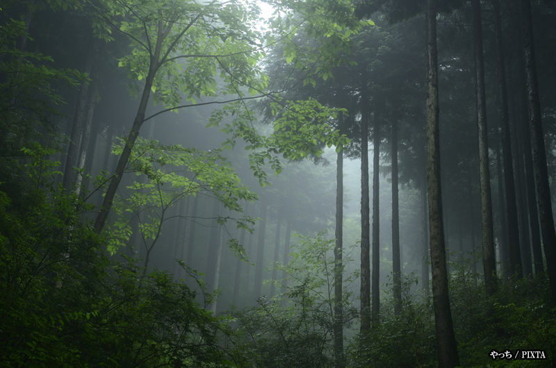 misty Japanese forest during rainy season