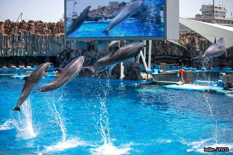dolphins at the Port of Nagoya Public Aquarium