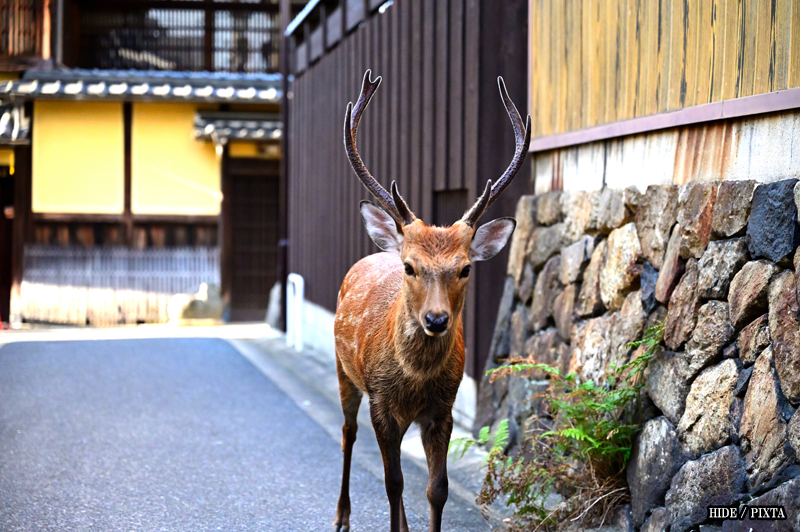 A deer in Naramachi in Nara