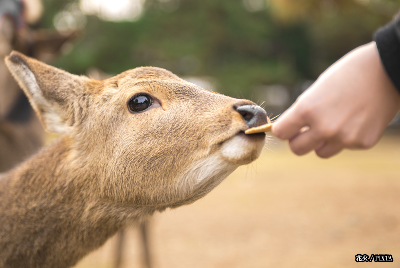 hand-feeding a deer in Nara