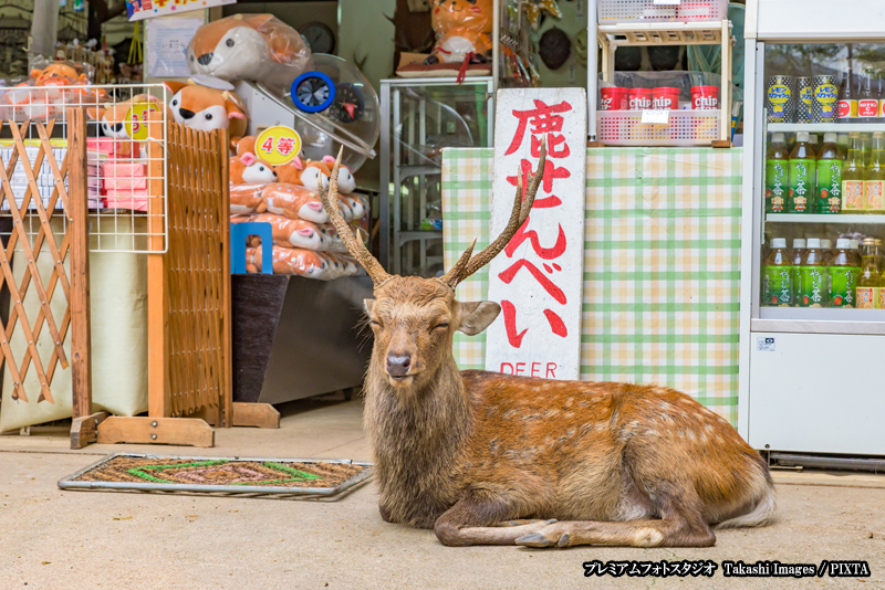 a stag with antlers resting in front of shop in Nara