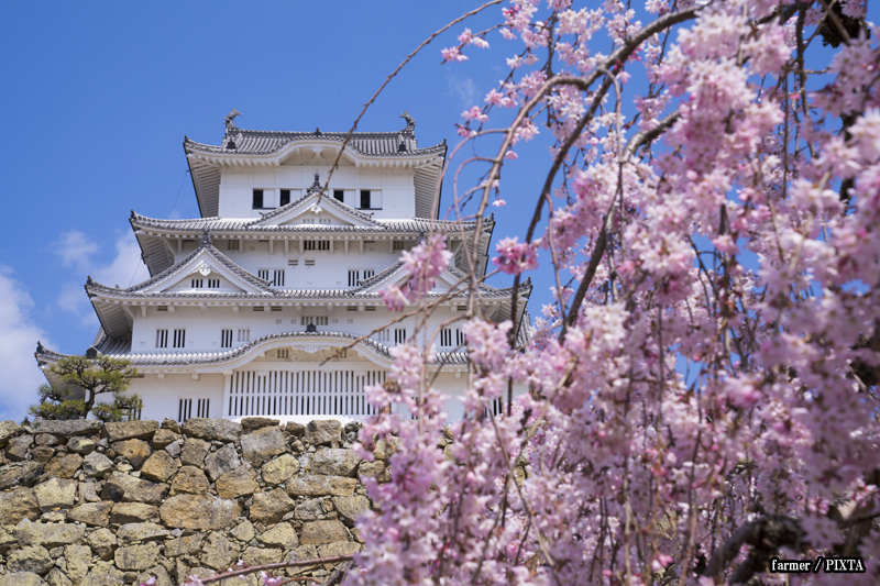 Himeji Castle and sakura