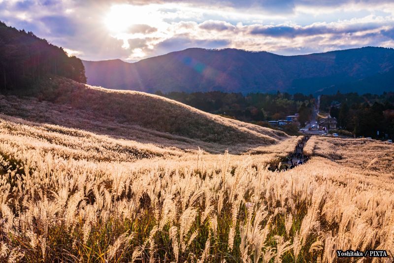 pampas grass fields in Sengokuhara