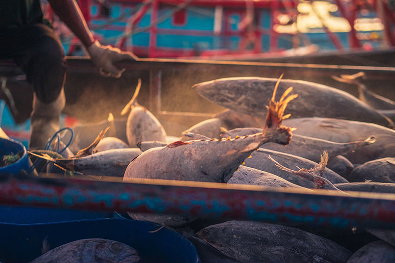 Maguro fishing scene