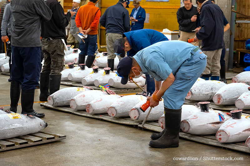 Tsukiji Market auction scene