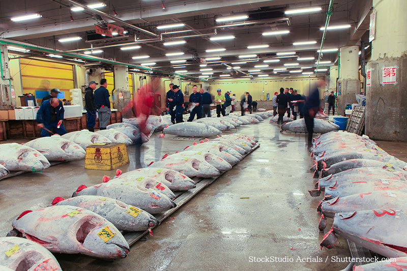 Wild maguro preparation