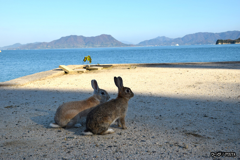 rabbits on Okunoshima Island