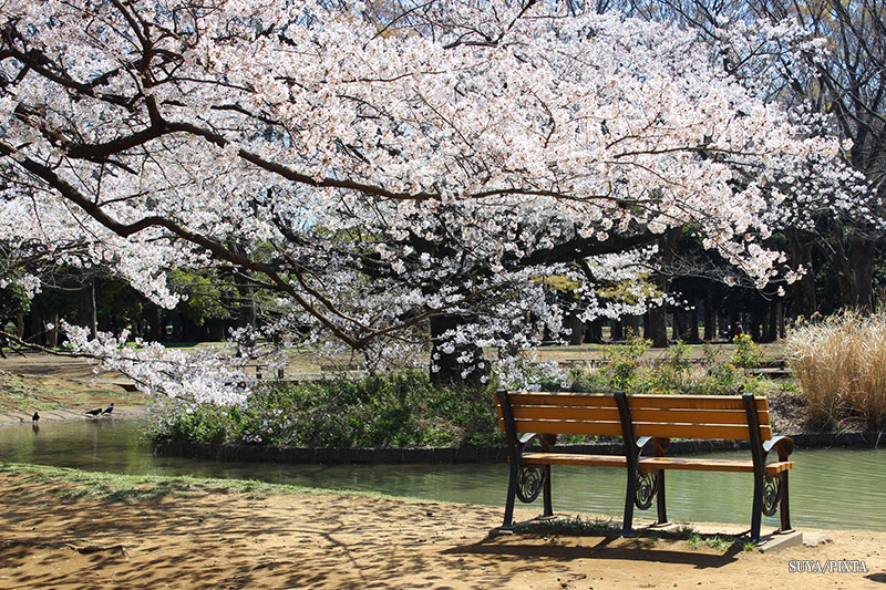 春の代々木公園